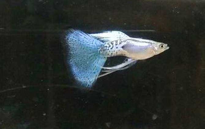 孔雀魚